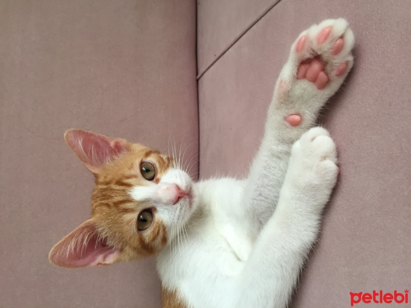 Tekir Kedi, Kedi  Tarçın fotoğrafı