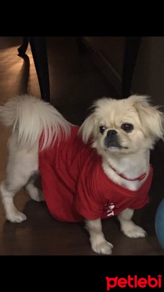 Pekingese, Köpek  Köpük fotoğrafı