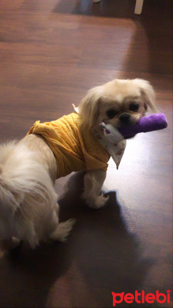 Pekingese, Köpek  Köpük fotoğrafı