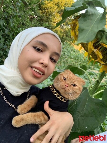 Scottish Fold, Kedi  Lokum fotoğrafı