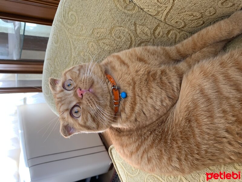 Scottish Fold, Kedi  Lokum fotoğrafı