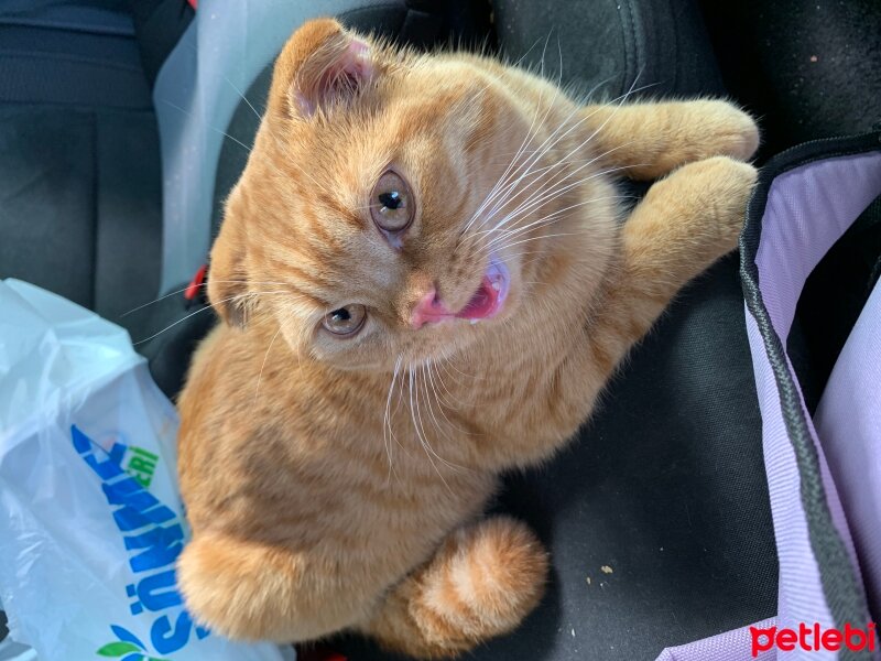 Scottish Fold, Kedi  Lokum fotoğrafı