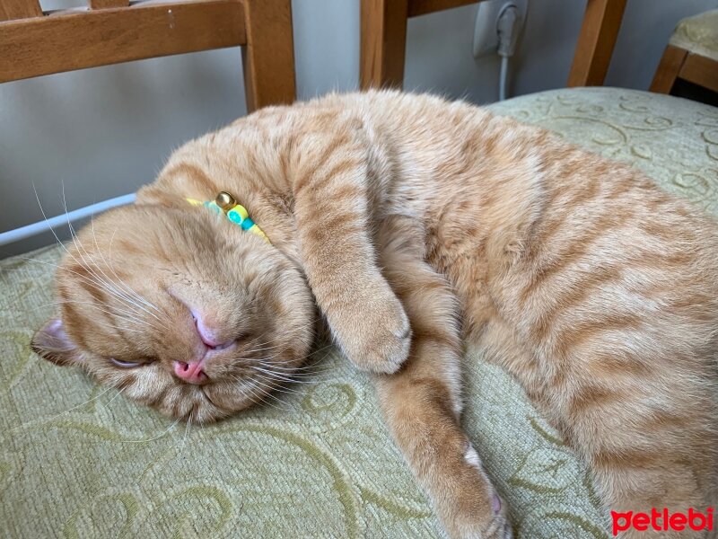 Scottish Fold, Kedi  Lokum fotoğrafı