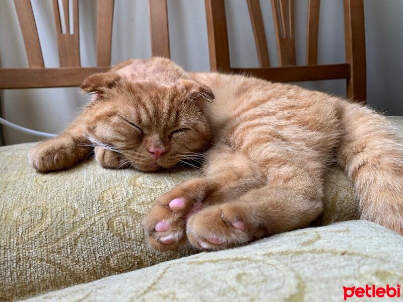 Scottish Fold, Kedi  Lokum fotoğrafı