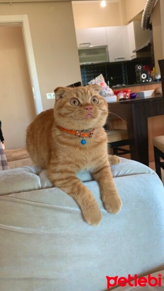 Scottish Fold, Kedi  Lokum fotoğrafı