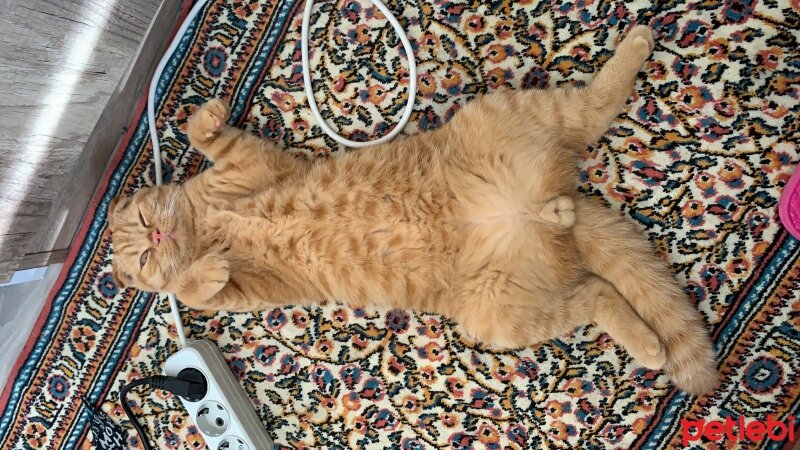 Scottish Fold, Kedi  Lokum fotoğrafı