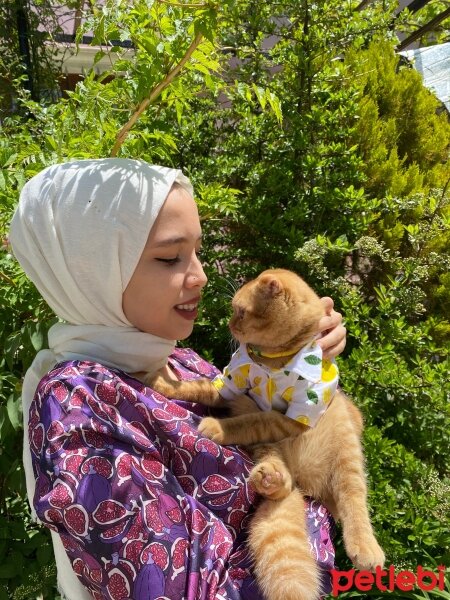 Scottish Fold, Kedi  Lokum fotoğrafı