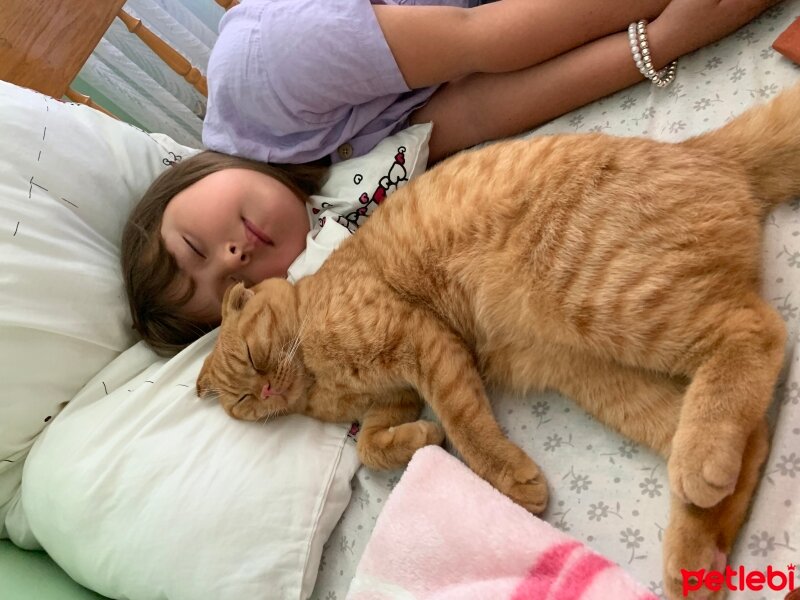 Scottish Fold, Kedi  Lokum fotoğrafı