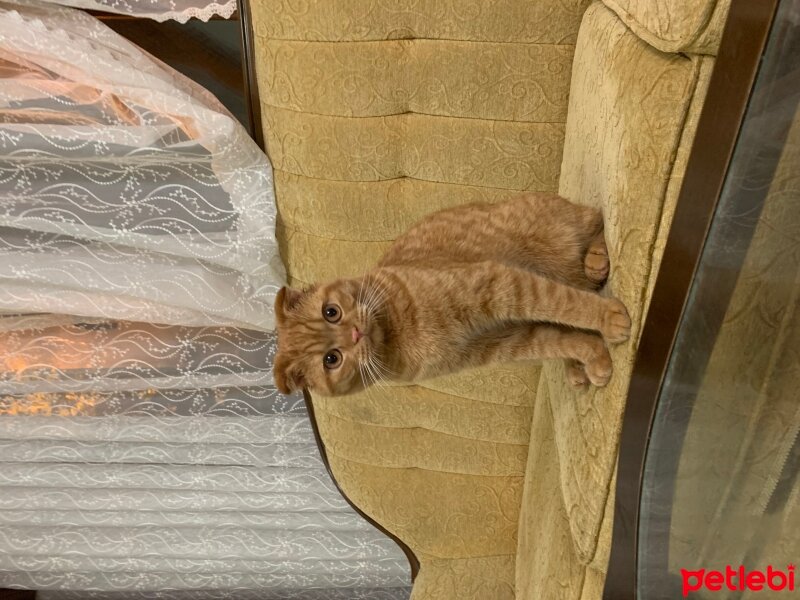 Scottish Fold, Kedi  Lokum fotoğrafı