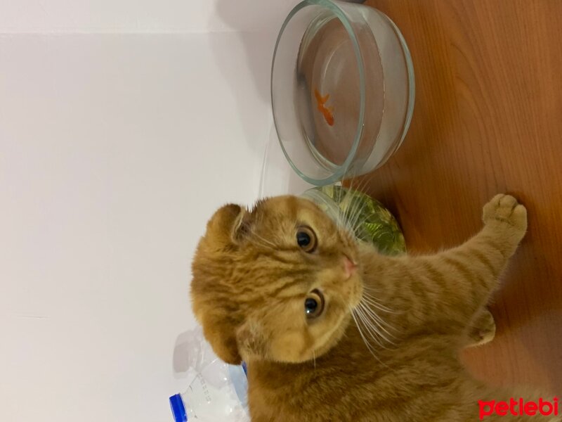 Scottish Fold, Kedi  Lokum fotoğrafı