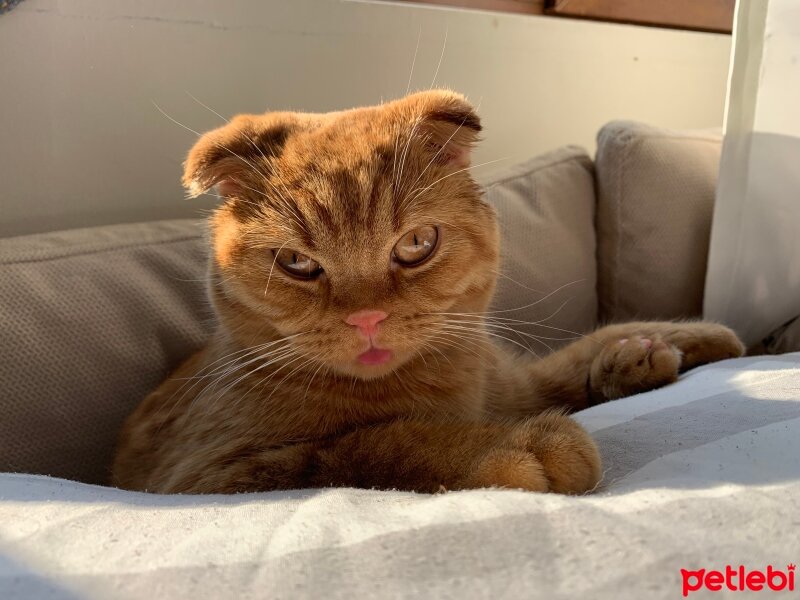 Scottish Fold, Kedi  Lokum fotoğrafı