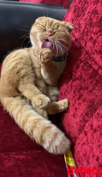 Scottish Fold, Kedi  Lokum fotoğrafı