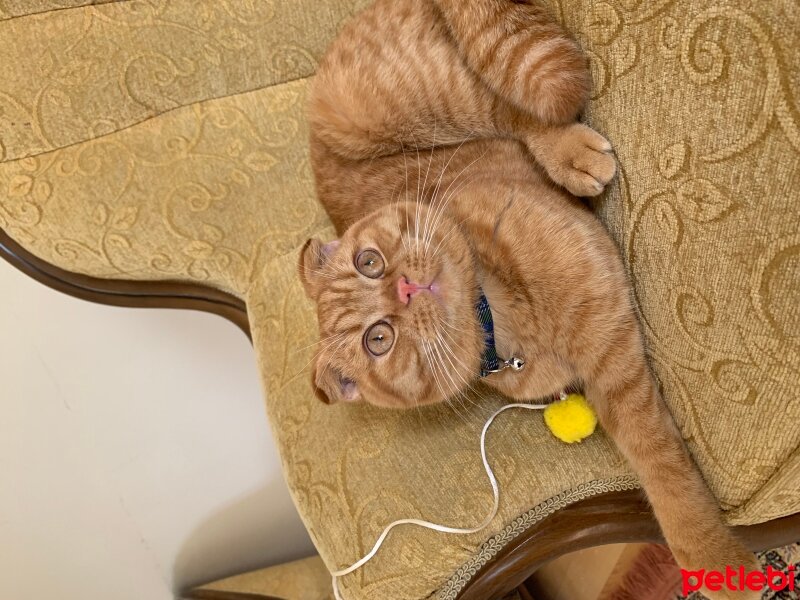 Scottish Fold, Kedi  Lokum fotoğrafı