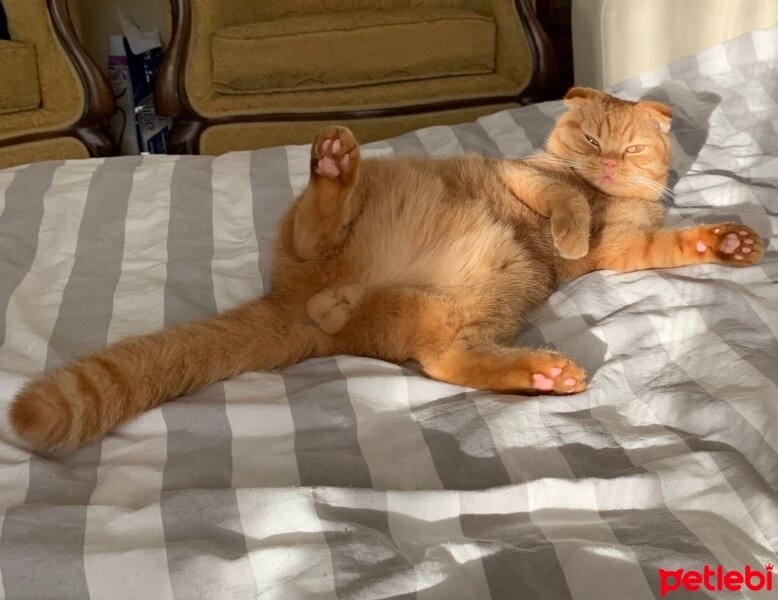 Scottish Fold, Kedi  Lokum fotoğrafı