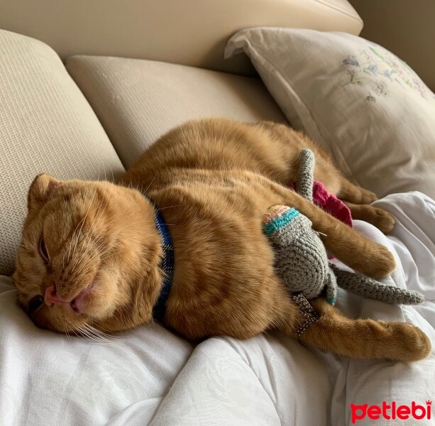 Scottish Fold, Kedi  Lokum fotoğrafı