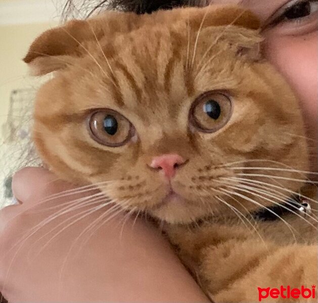 Scottish Fold, Kedi  Lokum fotoğrafı