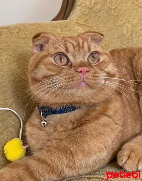 Scottish Fold, Kedi  Lokum fotoğrafı