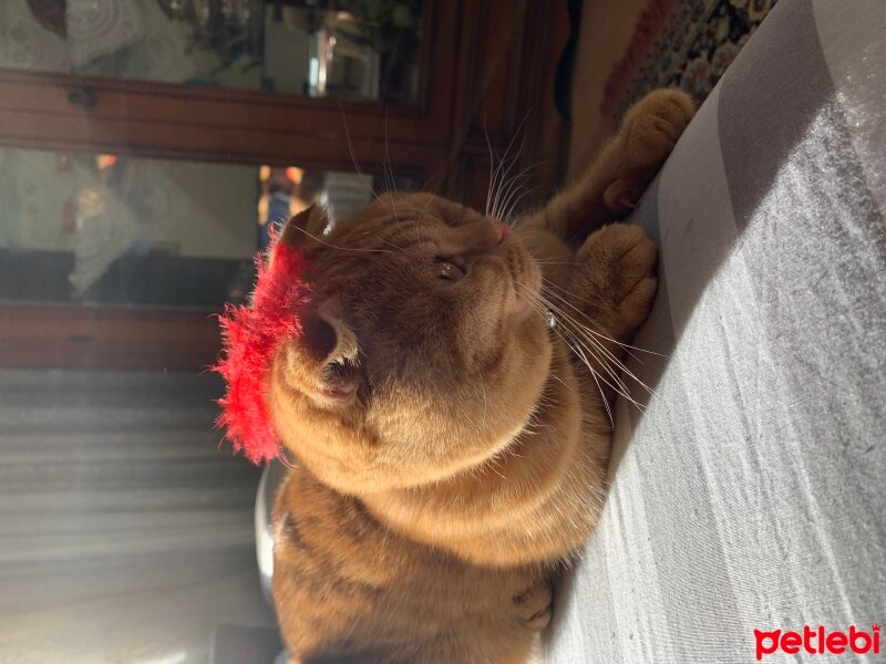 Scottish Fold, Kedi  Lokum fotoğrafı