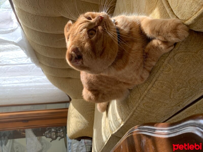 Scottish Fold, Kedi  Lokum fotoğrafı