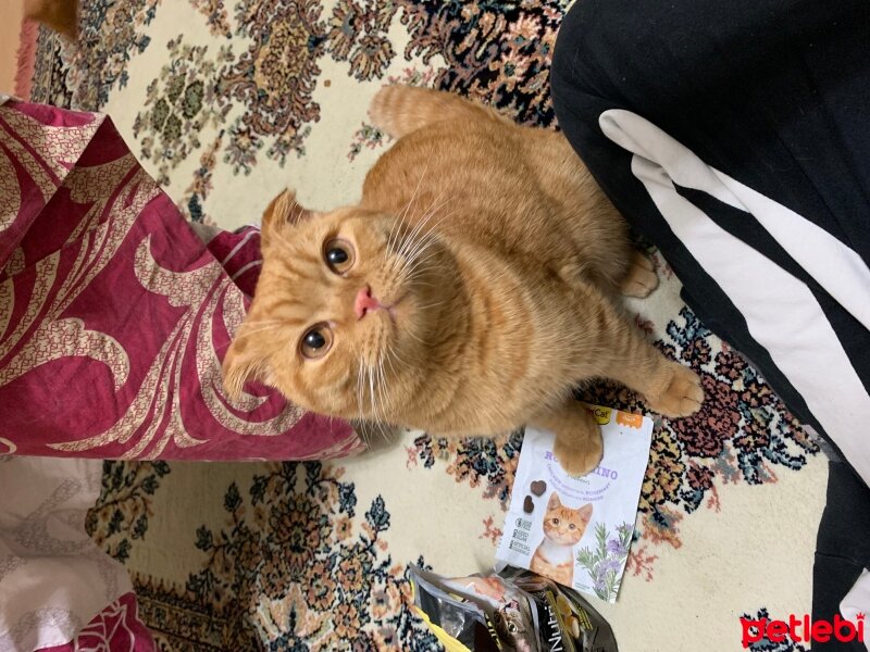 Scottish Fold, Kedi  Lokum fotoğrafı