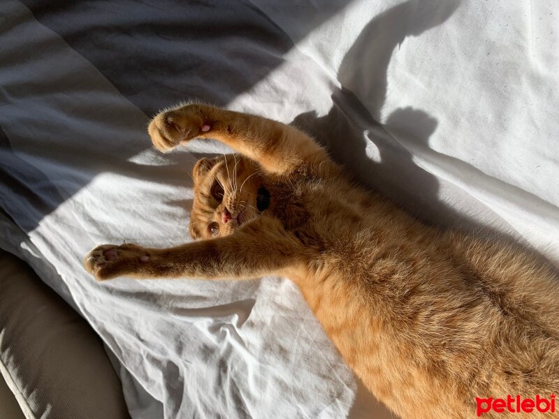 Scottish Fold, Kedi  Lokum fotoğrafı