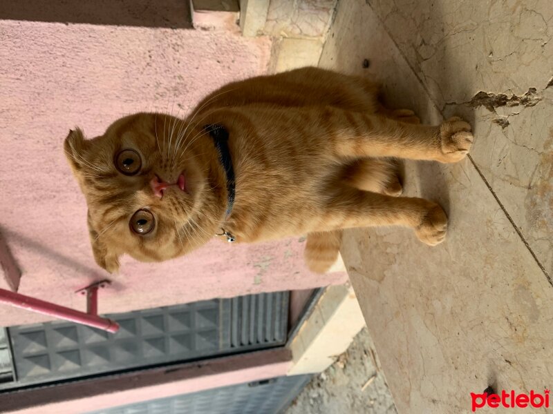 Scottish Fold, Kedi  Lokum fotoğrafı