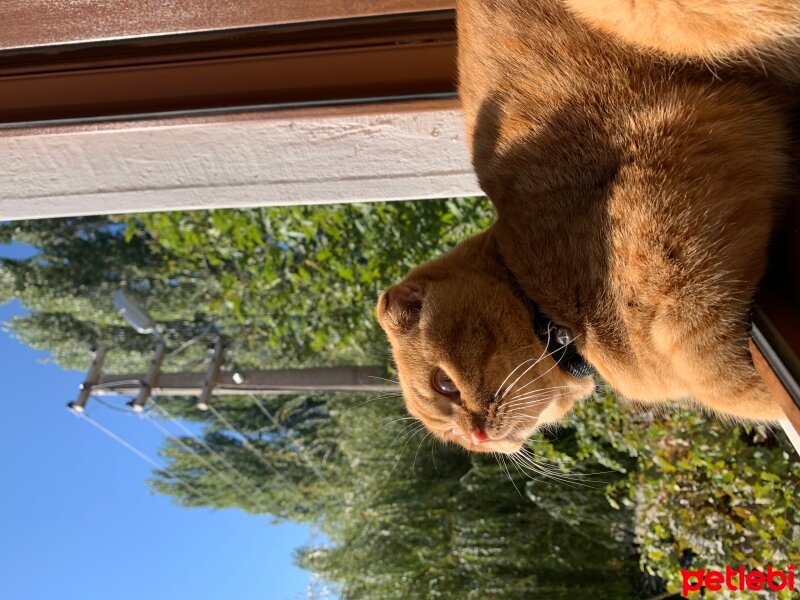 Scottish Fold, Kedi  Lokum fotoğrafı