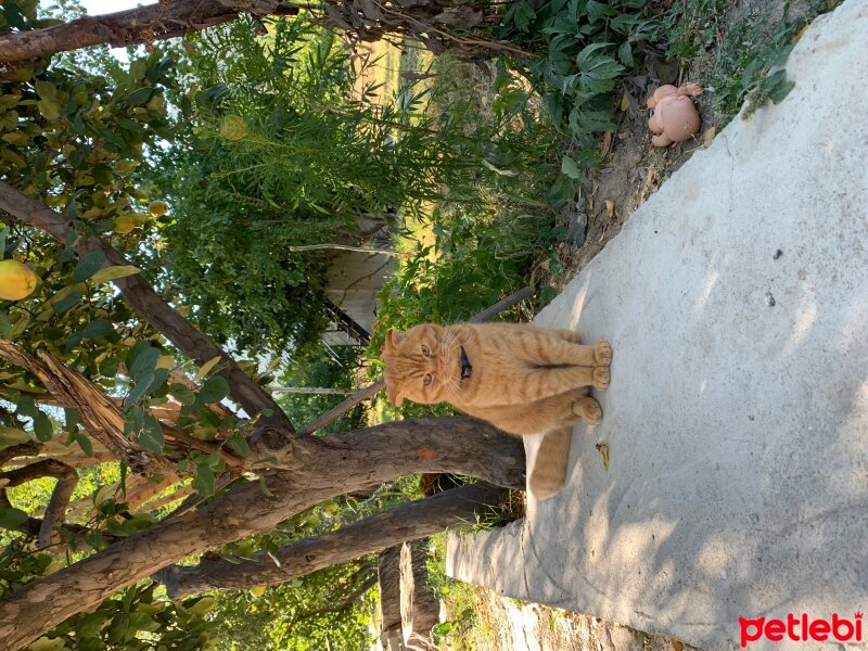 Scottish Fold, Kedi  Lokum fotoğrafı