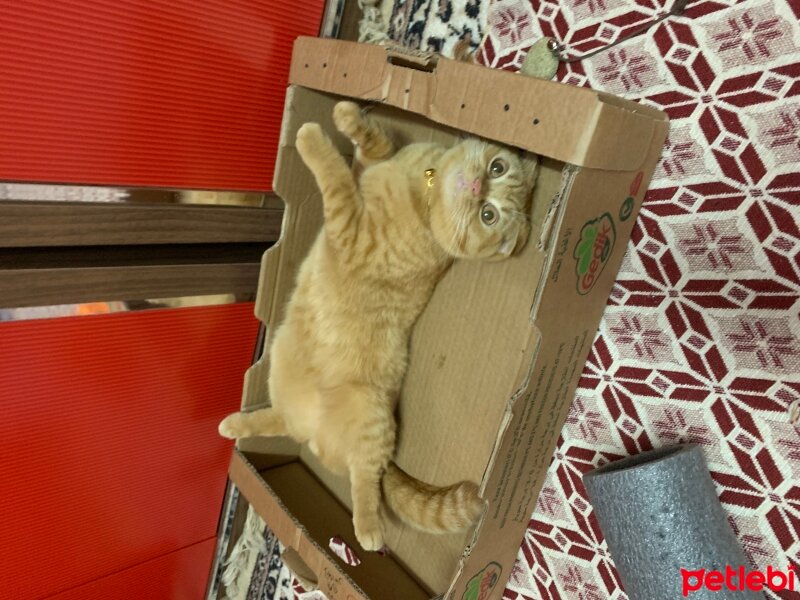 Scottish Fold, Kedi  Lokum fotoğrafı