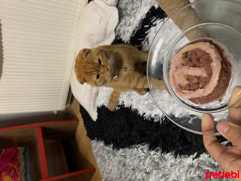 Scottish Fold, Kedi  Lokum fotoğrafı