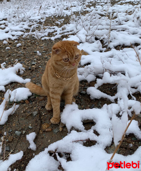 Scottish Fold, Kedi  Lokum fotoğrafı