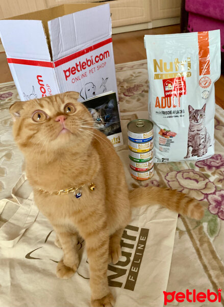 Scottish Fold, Kedi  Lokum fotoğrafı