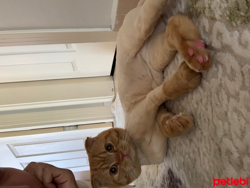 Scottish Fold, Kedi  Lokum fotoğrafı