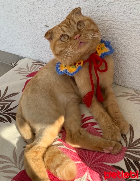 Scottish Fold, Kedi  Lokum fotoğrafı