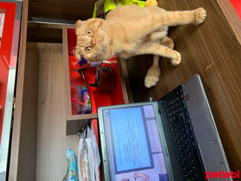 Scottish Fold, Kedi  Lokum fotoğrafı