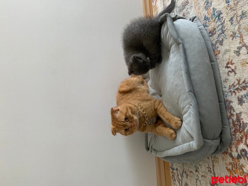 Scottish Fold, Kedi  Lokum fotoğrafı