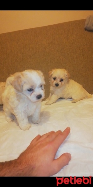 Maltese, Köpek  Adiyok fotoğrafı