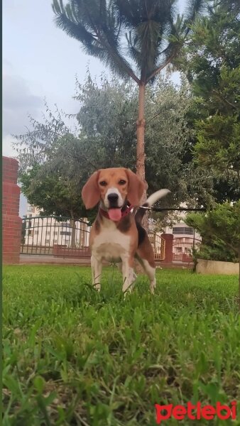 Beagle, Köpek  ADA fotoğrafı