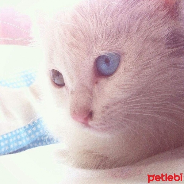 Ankara Kedisi, Kedi  beyaz fotoğrafı