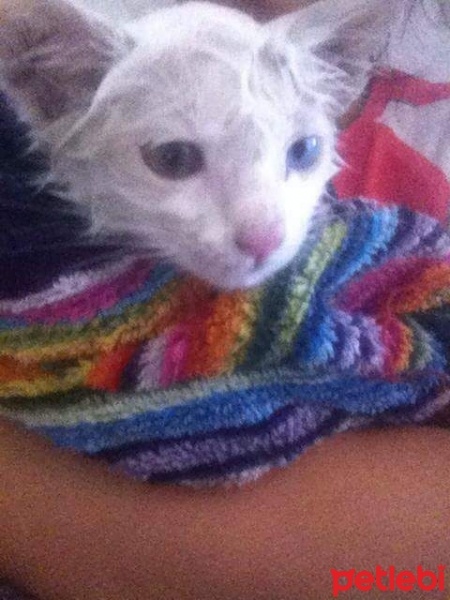 Ankara Kedisi, Kedi  beyaz fotoğrafı