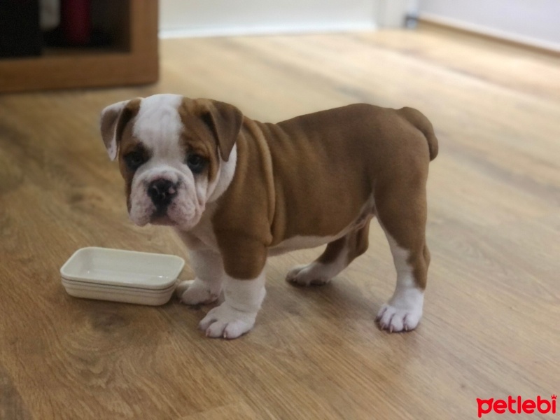 İngiliz Bulldog, Köpek  Pablo fotoğrafı