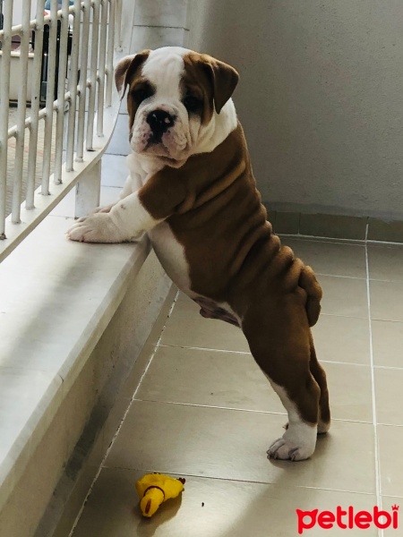 İngiliz Bulldog, Köpek  Pablo fotoğrafı
