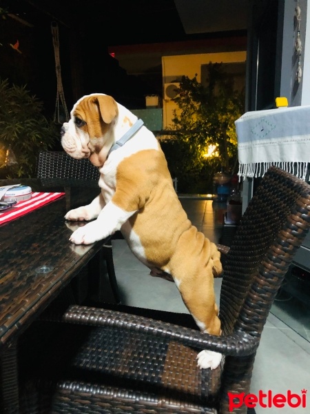 İngiliz Bulldog, Köpek  Pablo fotoğrafı