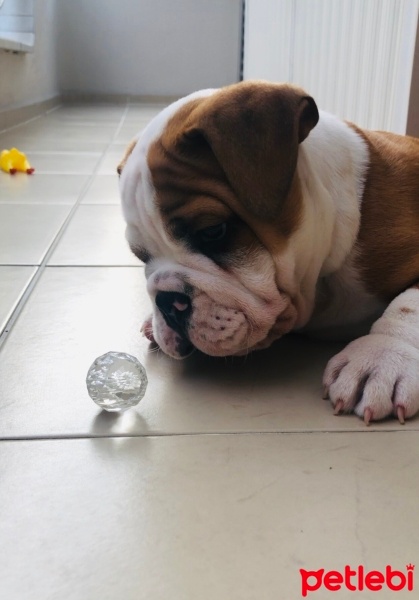 İngiliz Bulldog, Köpek  Pablo fotoğrafı