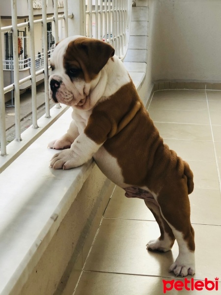 İngiliz Bulldog, Köpek  Pablo fotoğrafı