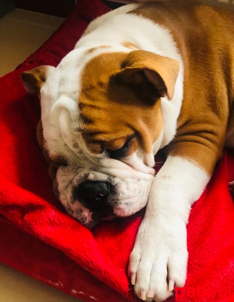 İngiliz Bulldog, Köpek  Pablo fotoğrafı