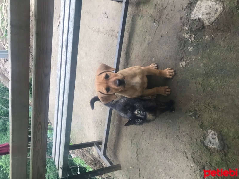 Amerikan Pitbull Terrier, Köpek  Rednouse pitbull fotoğrafı