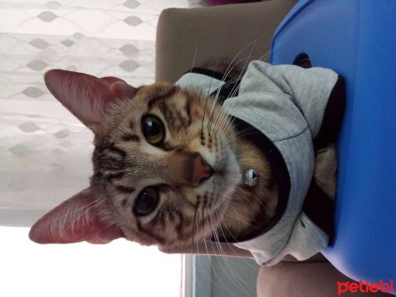 Tekir Kedi, Kedi  Paşa fotoğrafı