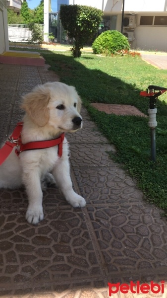 Golden Retriever, Köpek  Gofret fotoğrafı
