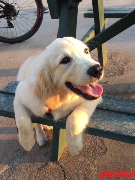 Golden Retriever, Köpek  Gofret fotoğrafı